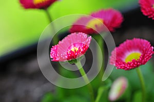 Spring Flower Series - Hot Pink with Yellow Center Daisies - Asteraceae - Daisy Fleabane - Erigeron speciosus Asteraceae Family