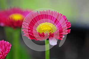 Spring Flower Series - Hot Pink with Yellow Center Daisies - Asteraceae - Daisy Fleabane - Erigeron speciosus Asteraceae Family