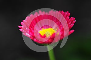 Spring Flower Series - Hot Pink with Yellow Center Daisies - Asteraceae - Daisy Fleabane - Erigeron speciosus Asteraceae Family