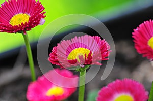 Spring Flower Series - Hot Pink with Yellow Center Daisies - Asteraceae - Daisy Fleabane - Erigeron speciosus Asteraceae Family