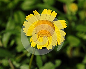 Corn Marigold - Coleostephus myconis. Asteraceae