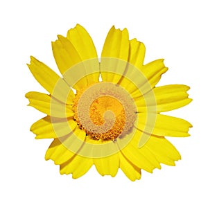 Corn Marigold - Coleostephus myconis. Asteraceae. White mask, cutting path. photo