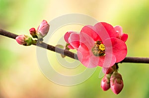 Spring flower. Sprig with pink flowers. The beginning of spring.