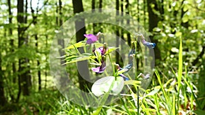 A spring flower -spring vetchling, spring pea, or spring vetch - (Lathyrus vernus)