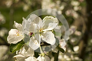 Spring flower to aple trees
