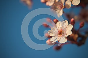 Primavera flor sobre el un árbol 