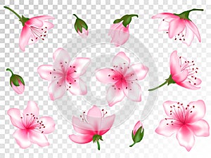 Spring flower tree blossom vector illustration set