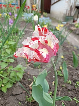Spring flower, tulip. Primrose.