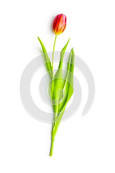 Spring flower tulip