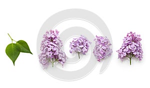Spring flower, twig purple lilac with leaf.
