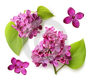 Spring flower, twig purple lilac with leaf