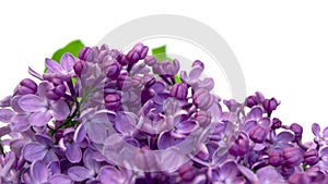 Spring flower, twig purple lilac. Syringa vulgaris. Close up of lilac flowers isolated on white background