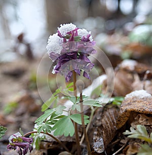 Spring flower under snow