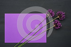 Spring flower on violet background with copy space. Hello Spring.
