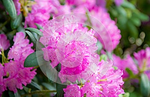 Spring flower in violet color