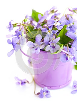 Spring flower violets with leaf in little bucket