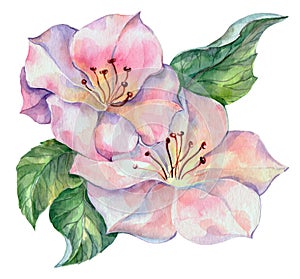 Jaro květina akvarel 
