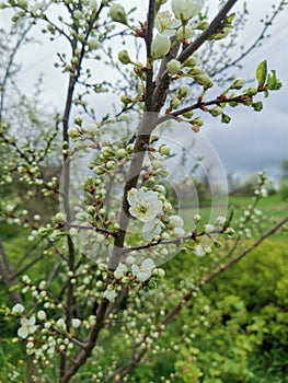 Spring flower White colour bright