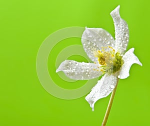 Spring flower white Helleborus