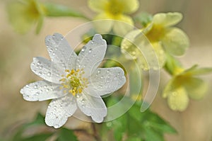 Spring flower wood anemone - Anemonoides nemorosa