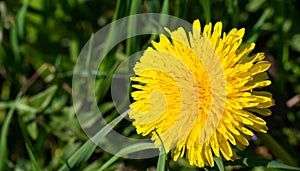 Spring flower yellow dandelion on green grass background.