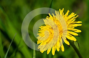 Spring flower yellow dandelion on green grass background.