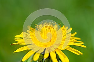 Spring flower yellow dandelion on green grass background.