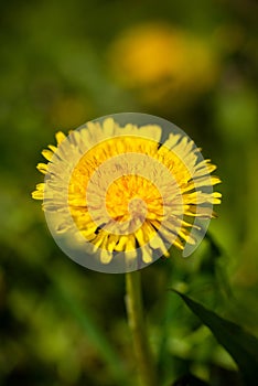 Spring flower yellow dandelion on green grass background.