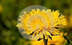 Spring flower yellow dandelion on green grass background.
