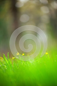 Spring flower Yellow Star-of-Betlehem in the grass. Bokeh background. photo