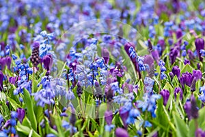 Spring flowerbed background