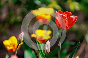 Spring flowerbed with blooming tulips. Selective focus. Background with copy space for text