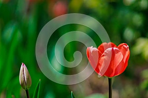 Spring flowerbed with blooming tulips. Selective focus. Background with copy space for text