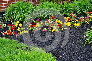 Spring flowerbed freshly filled with new mulch and compost mixture with growing Hemerocallis leaves bunches, violets and trimmed