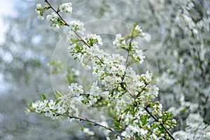 Spring flowering.