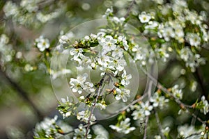 Spring flowering.