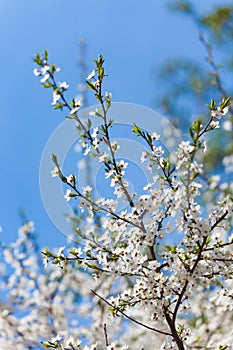 The spring flowering