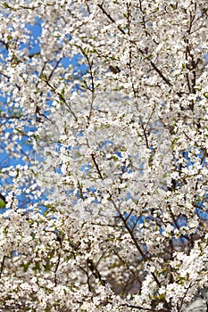 The spring flowering