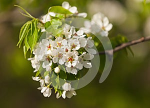 The spring flowering