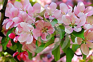 Spring Flowering