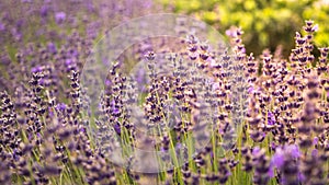 Spring flowering alpine field. The Valley of Yosemite, California. Colorful lavender