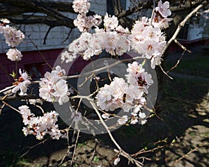 Spring flowering apricot fruit tree. White spring flowers