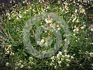 Spring flowering arugula.