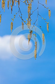 The spring flowering of birch