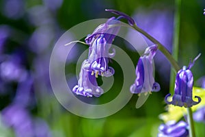 spring flowering bluebell photo