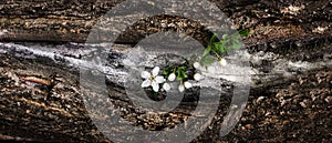 Spring flowering branch of cherry flowers on a tree bark. Dramatic Wooden rustic background. Panorama horizontal