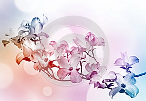 spring flowering branch on colors