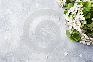 Spring flowering branch on grey concrete background. Apple blossoms Copy space