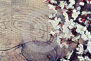 Spring flowering branch