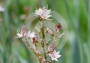 Spring flowering branched asphodel (lat. Asphodelus ramosus